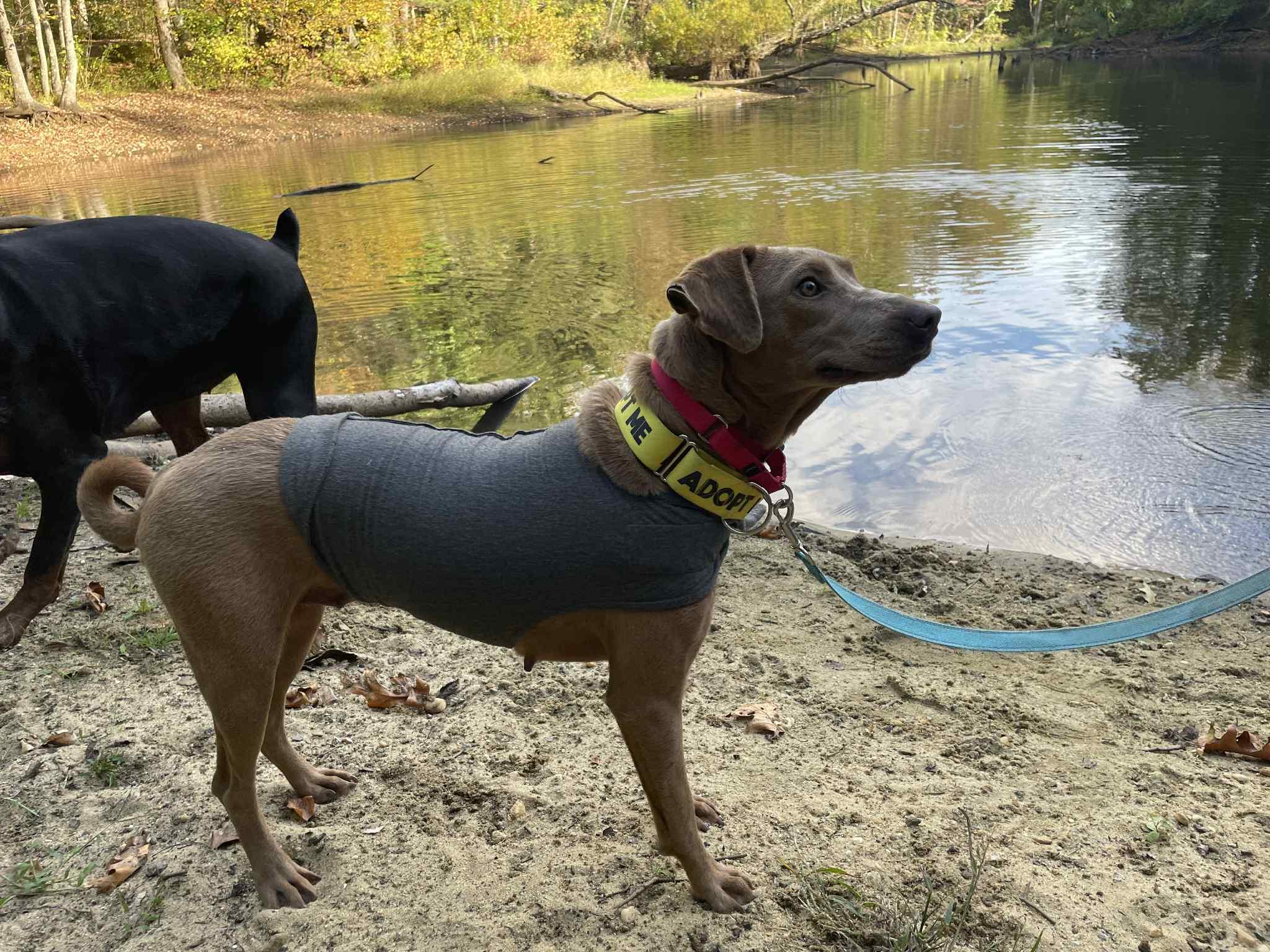 Enlarge PIXIE GIRL, a Adoptable mixed breed in Blue Bell, PA image 3/6