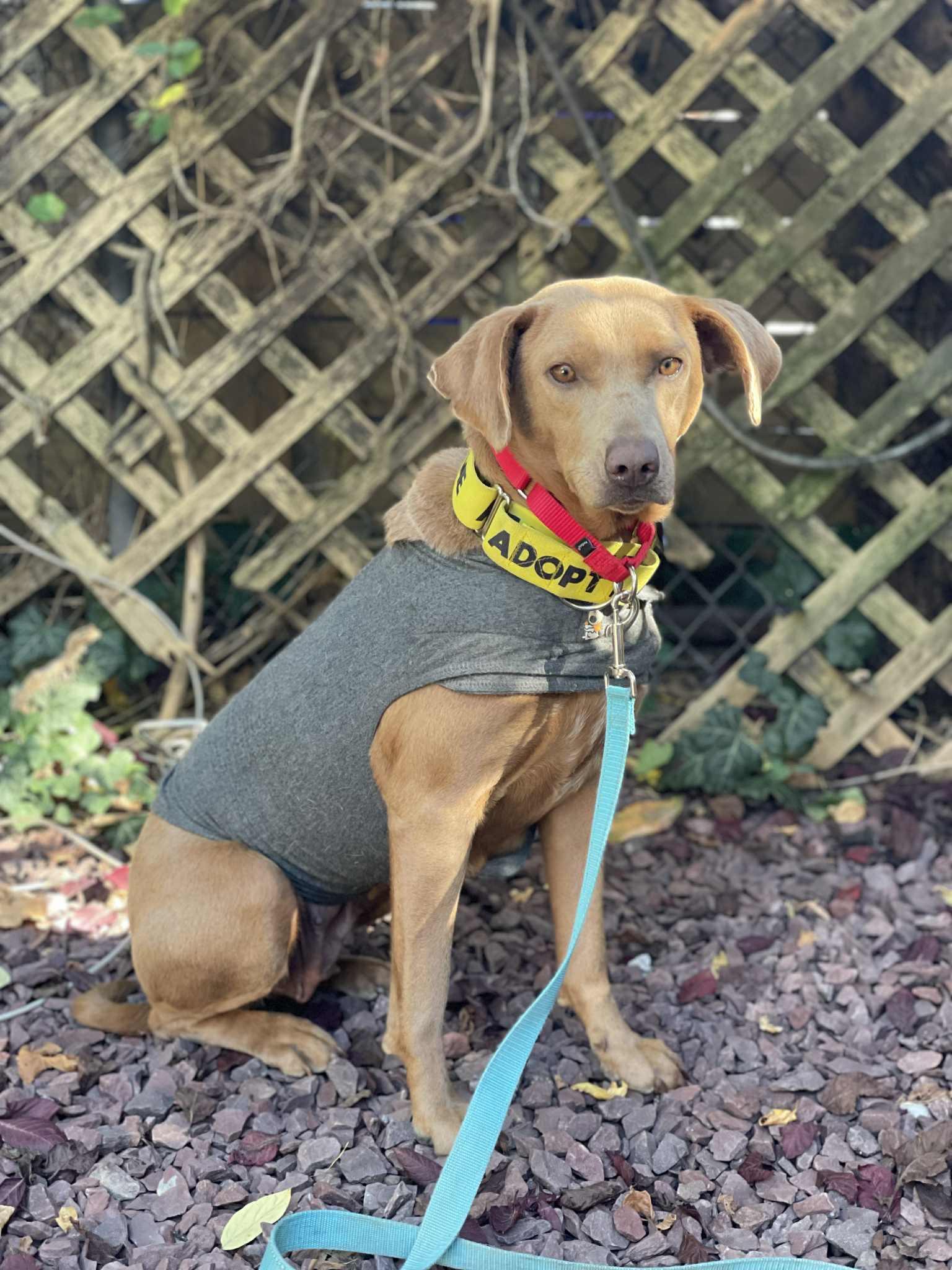 PIXIE GIRL, Adoptable, Young Female Weimaraner & Mixed Breed.