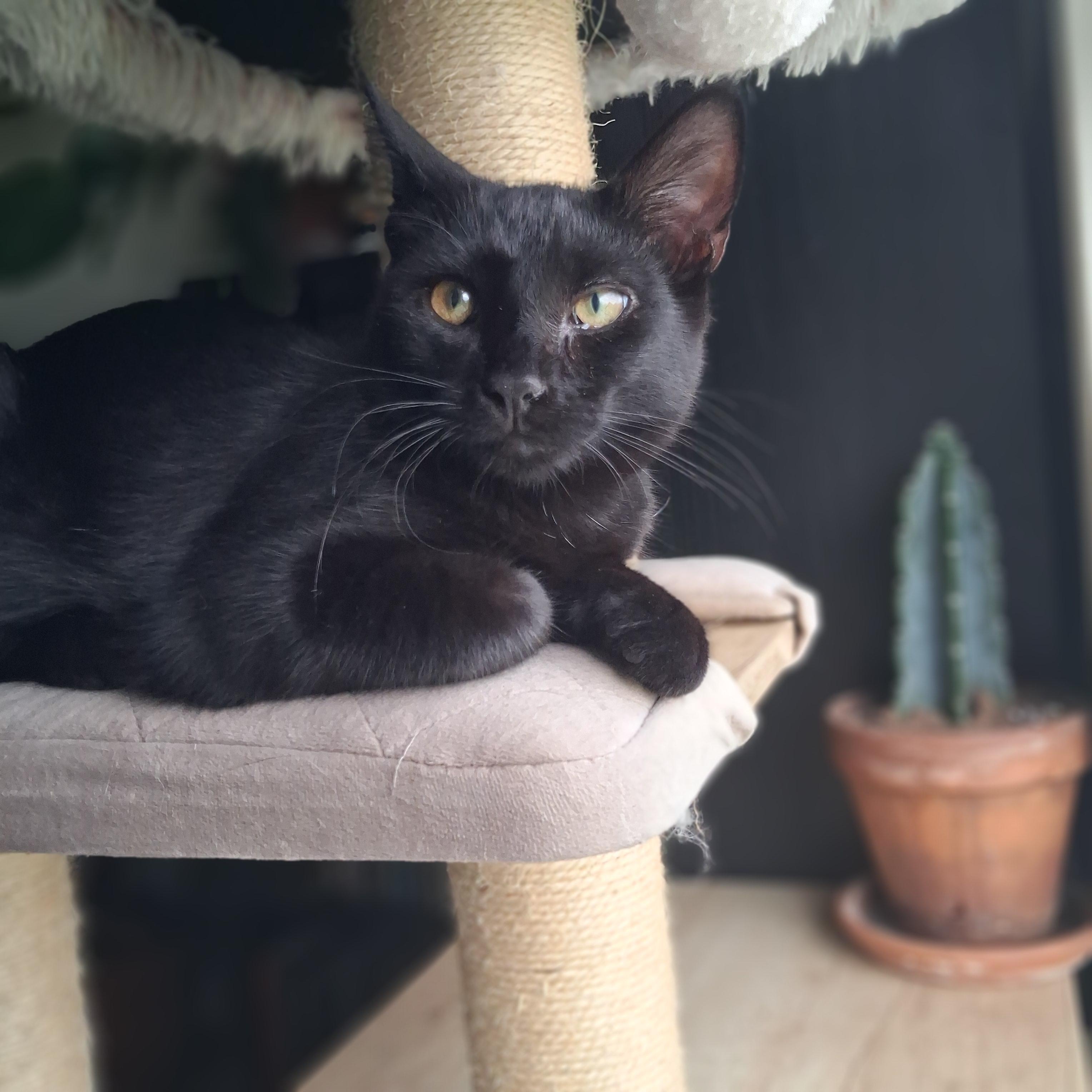Paris, Adoptable, Young Female Domestic Short Hair.