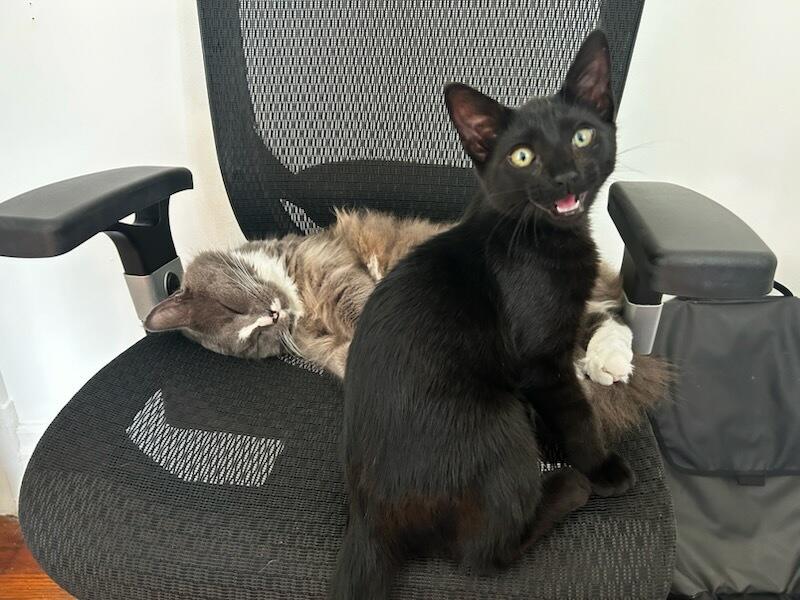 Enlarge Paris, a Adoption Pending Domestic Short Hair in Pittsburgh, PA image 5/6