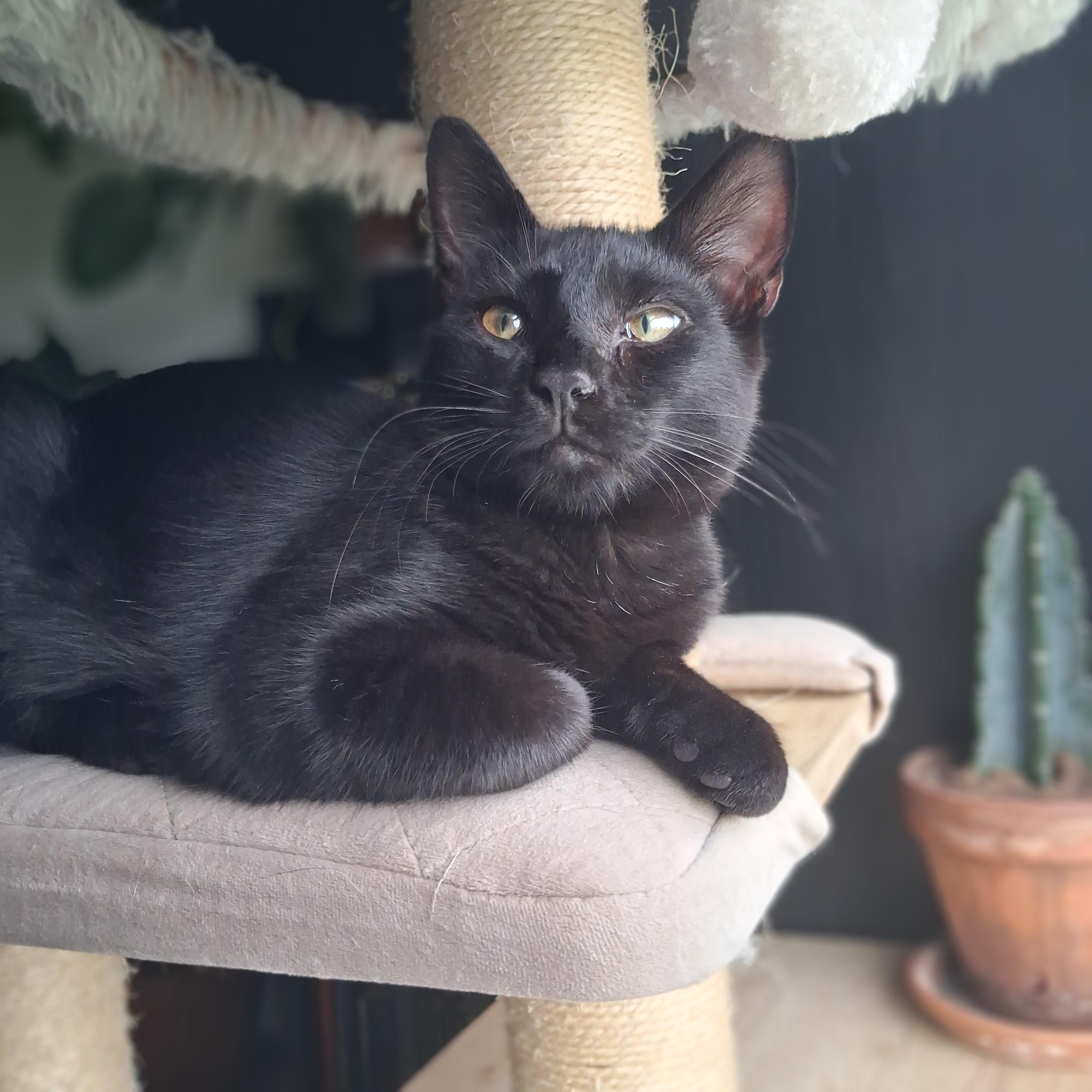 Enlarge Paris, a Adoption Pending Domestic Short Hair in Pittsburgh, PA image 2/6