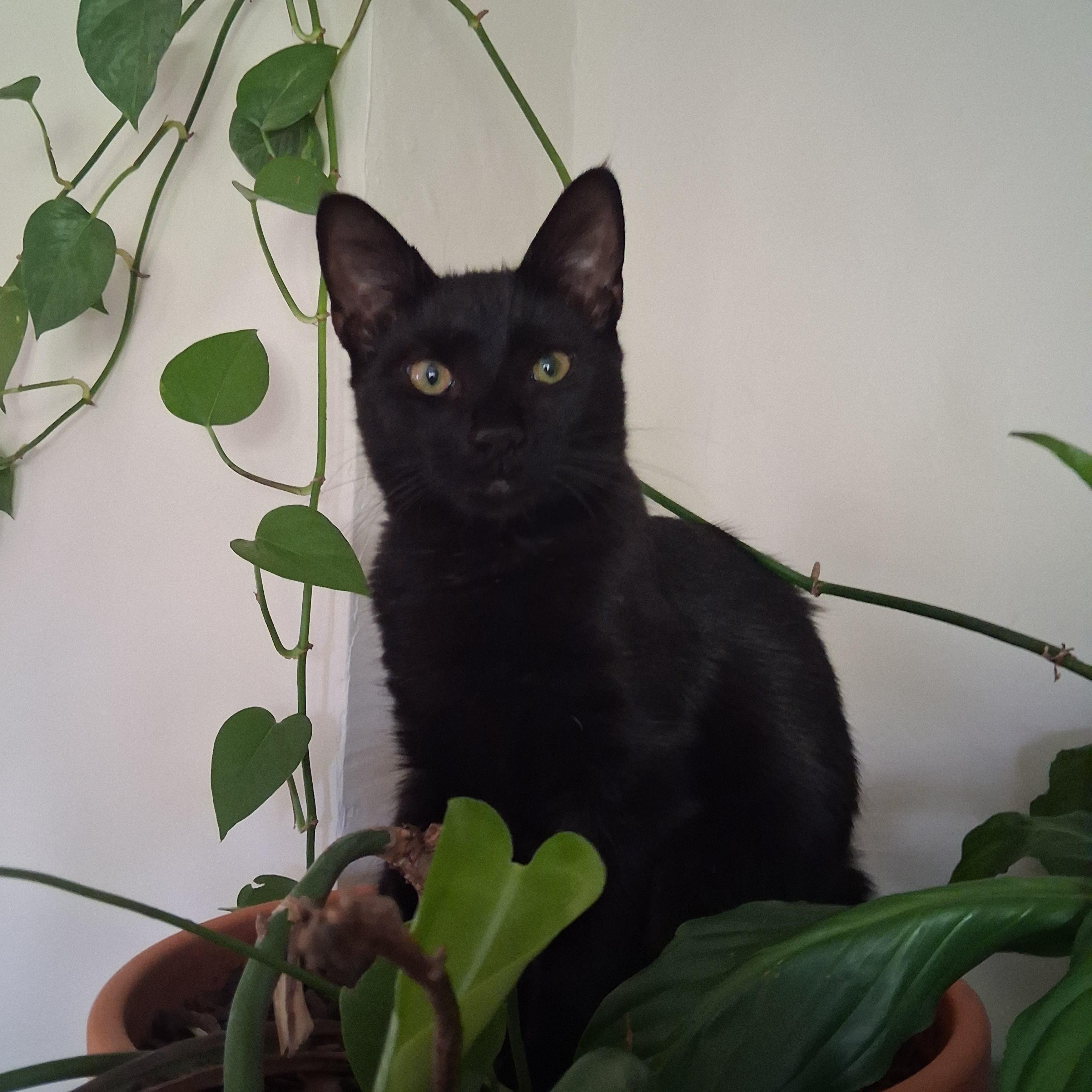 Enlarge Paris, a Adoption Pending Domestic Short Hair in Pittsburgh, PA image 6/6
