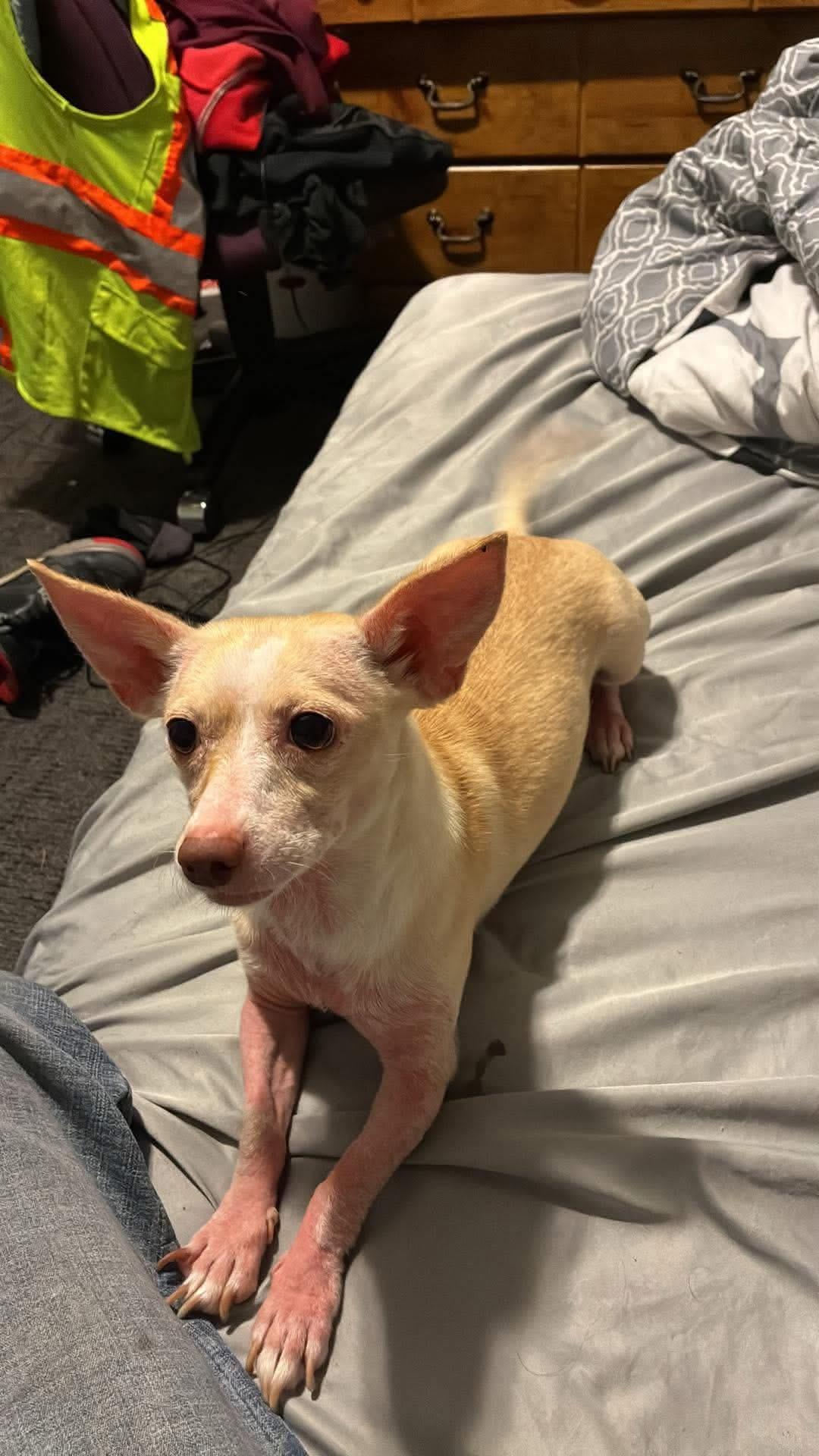 Enlarge Peaches, an adopted Chihuahua in Manhattan, KS image 1/1