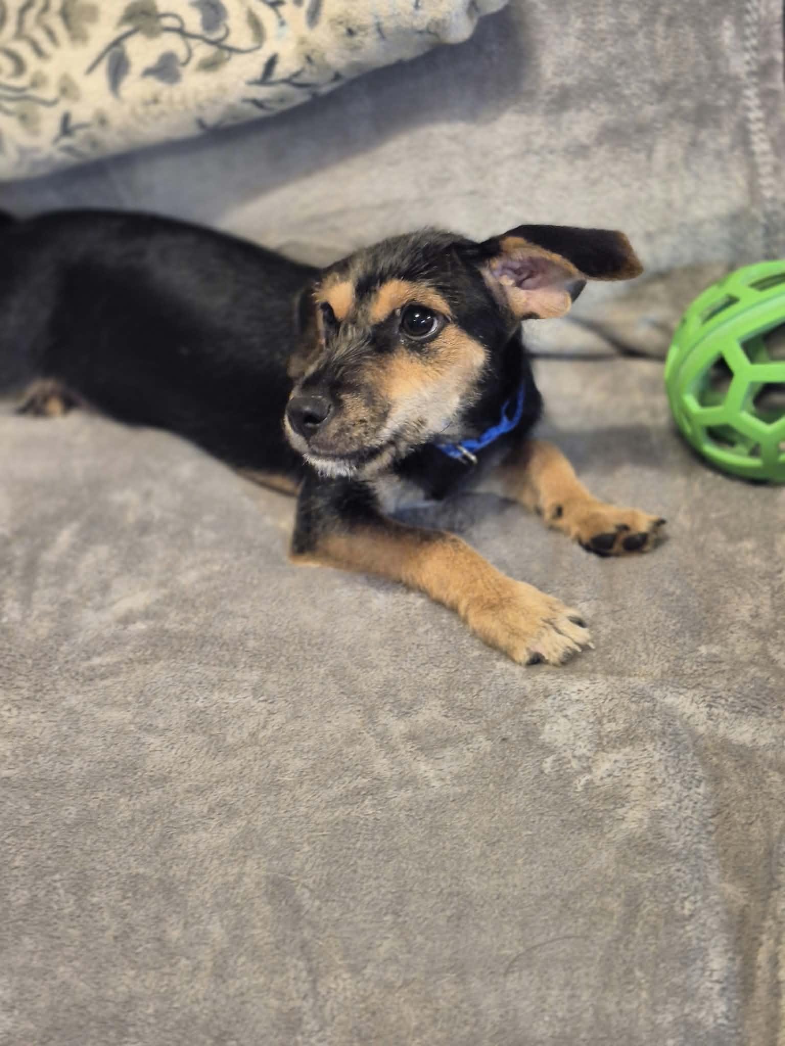 Enlarge Maverick, a Adoptable mixed breed in Portland, ME image 2/6