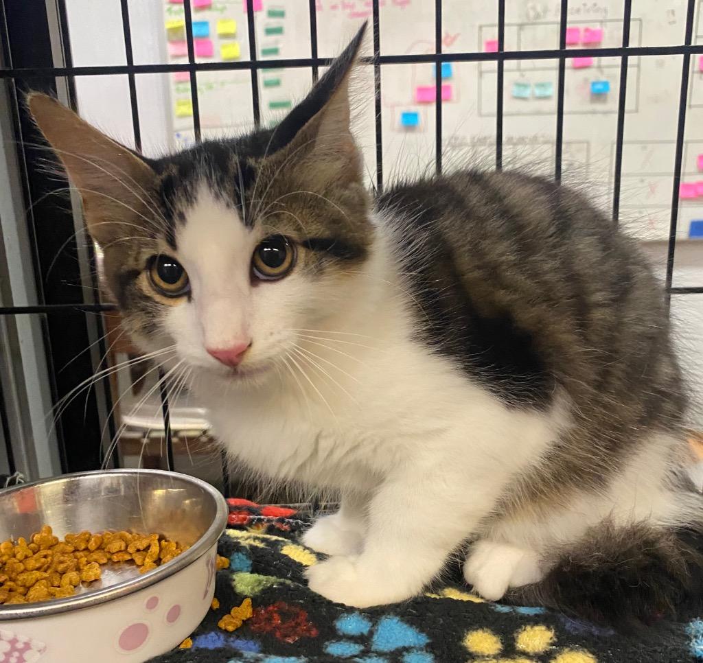 Mungo Jerrie, Adoptable, Kitten Male Domestic Long Hair.
