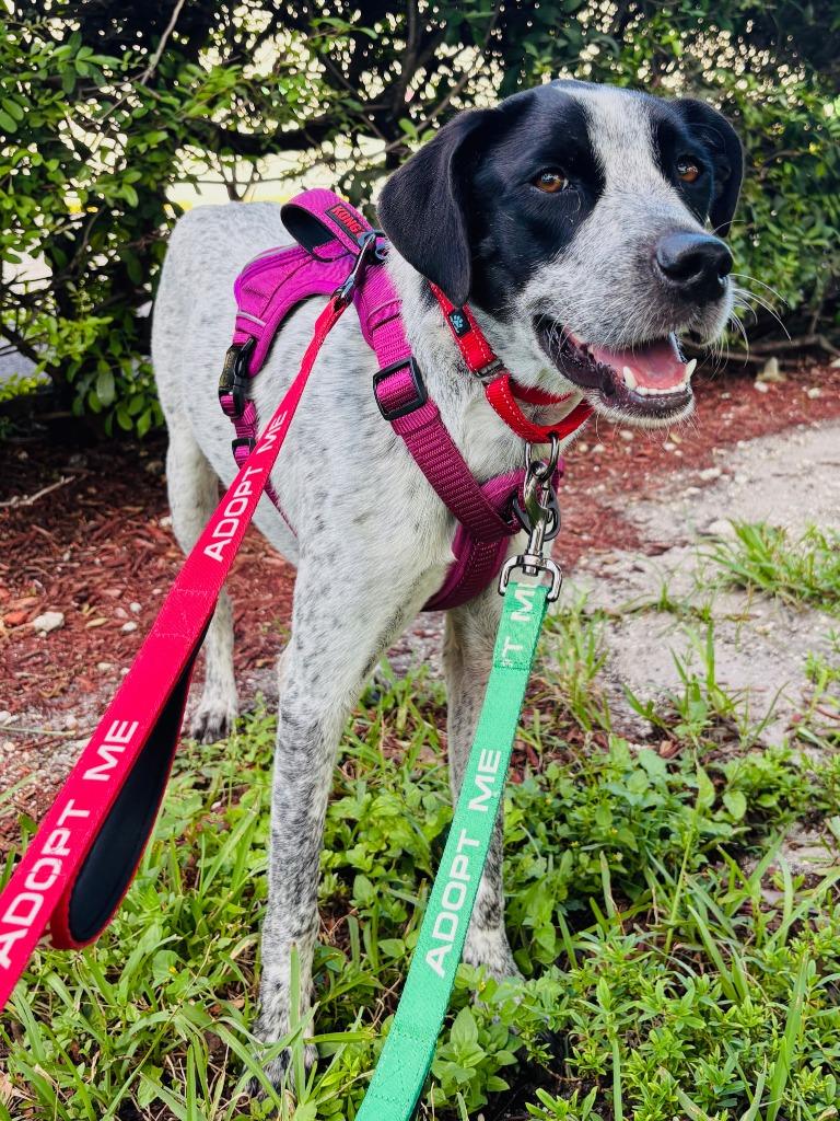 Freckles / Coco, Adopted, Adult Female English Pointer & German Shorthaired Pointer.