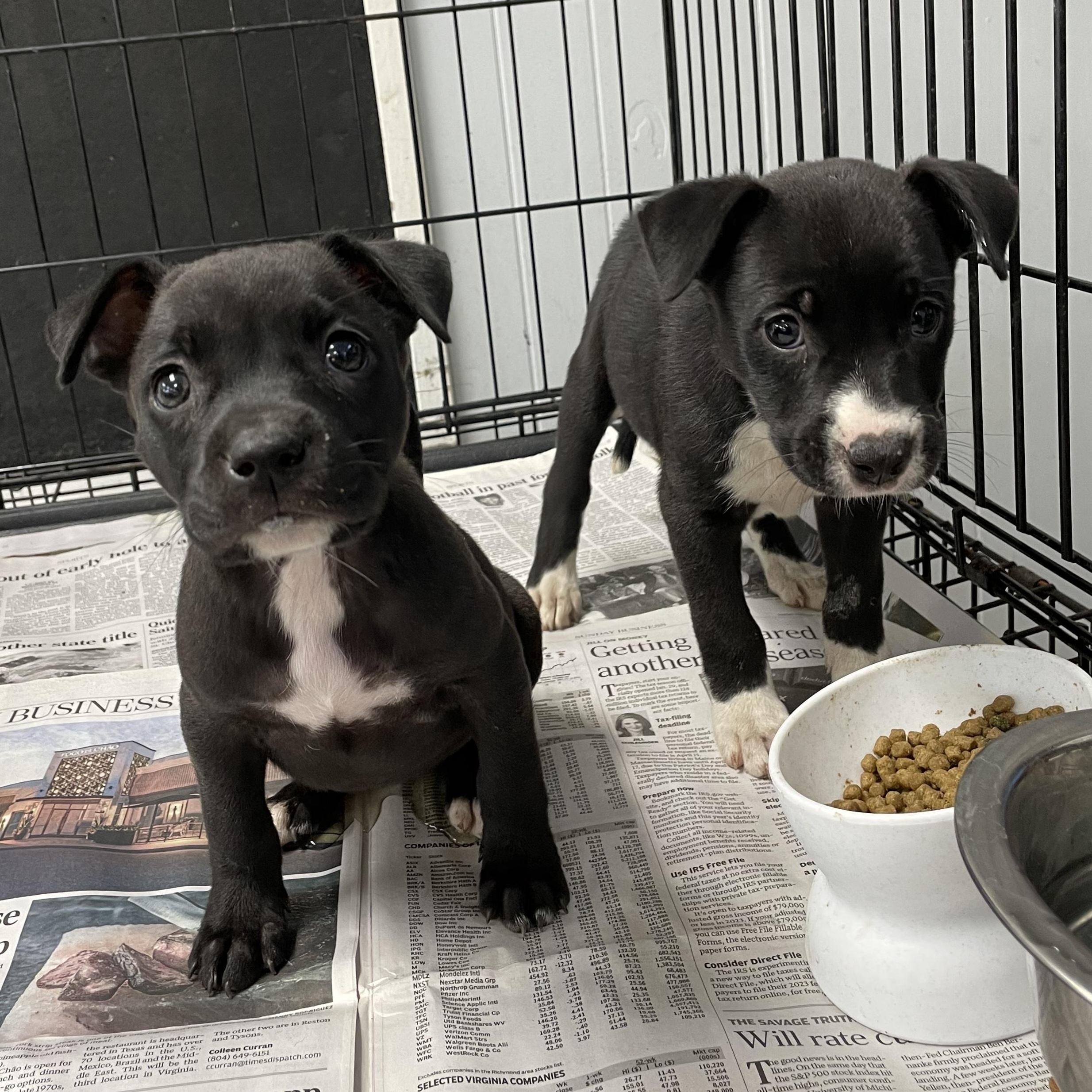 Shrek, Baby Male Mixed Breed