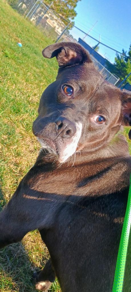 Louie, Adoptable, Adult Male Hound.