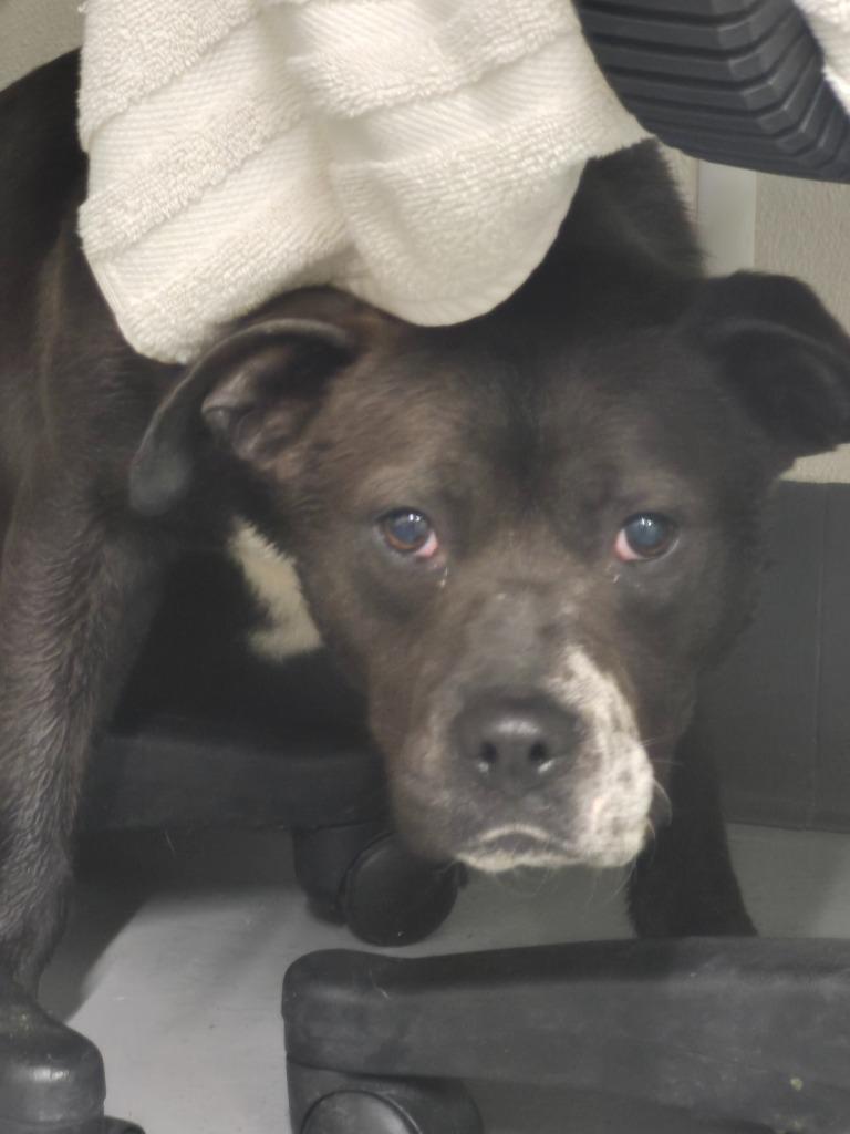 Louie, Adoptable, Adult Male Hound.