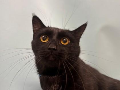 Grimmace, a Adoptable mixed breed in Woodbury, MN image 1/2