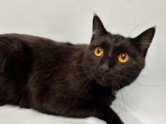 Grimmace, a Adoptable mixed breed in Woodbury, MN image 2/2