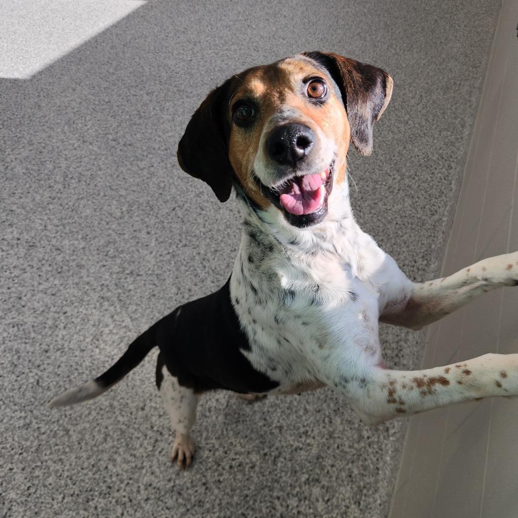 Hazel, Adoptable, Adult Female Beagle.