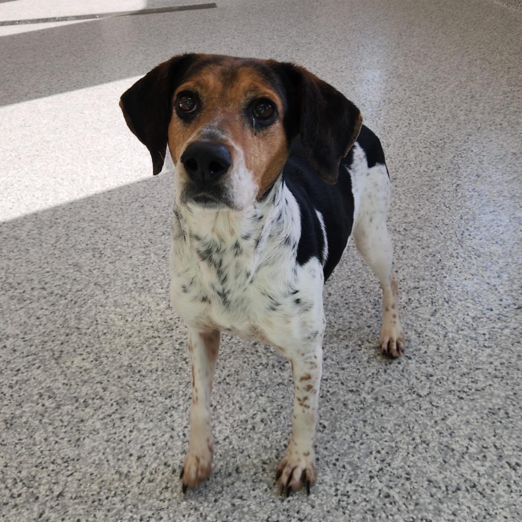 Enlarge Hazel, a Adoptable Beagle in Fort Wayne, IN image 2/3
