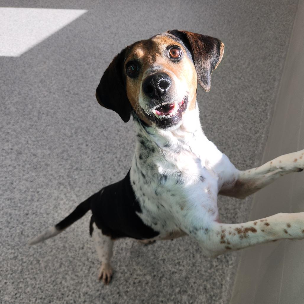 Enlarge Hazel, a Adoptable Beagle in Fort Wayne, IN image 3/3