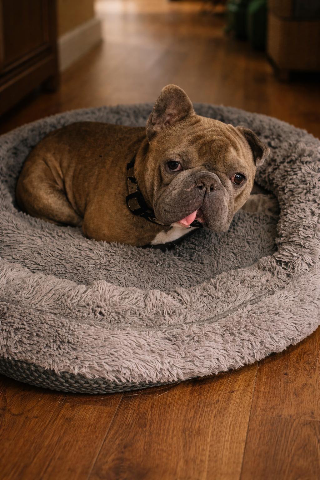 Enlarge Yoda, a ADOPTABLE American Bully in Georgetown , CA image 1/1