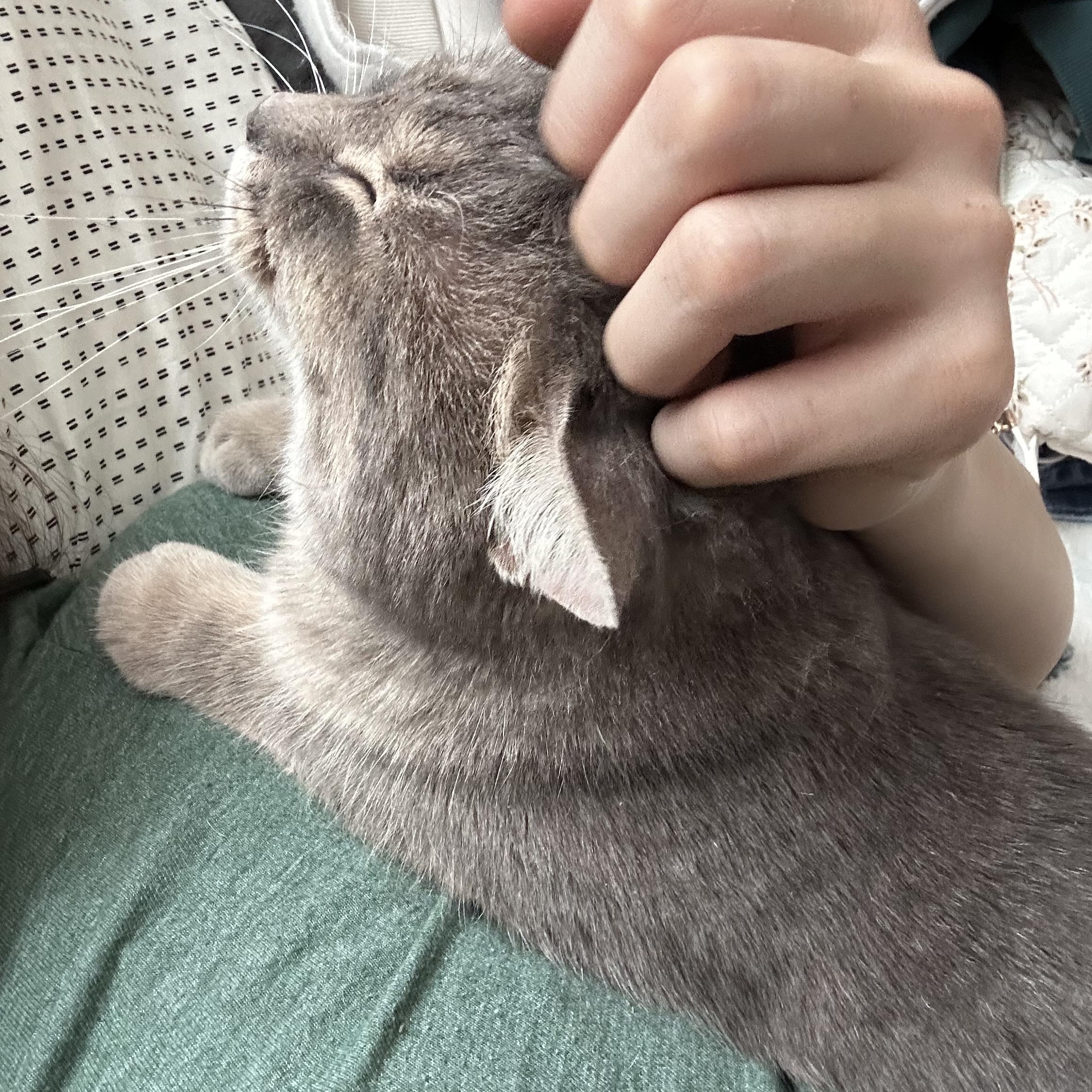 Enlarge Delta, a Adoptable Domestic Medium Hair in Chaska, MN image 2/6