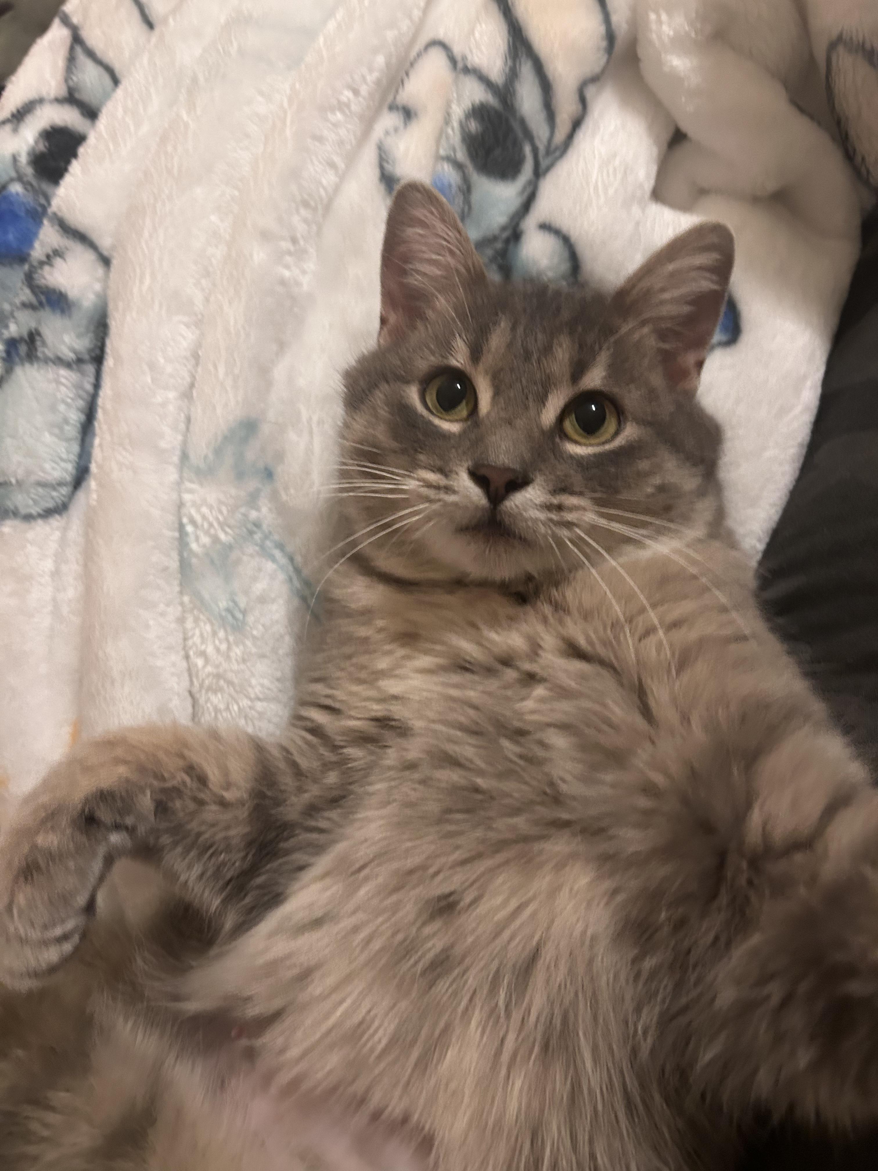 Enlarge Delta, a Adoptable Domestic Medium Hair in Chaska, MN image 4/6