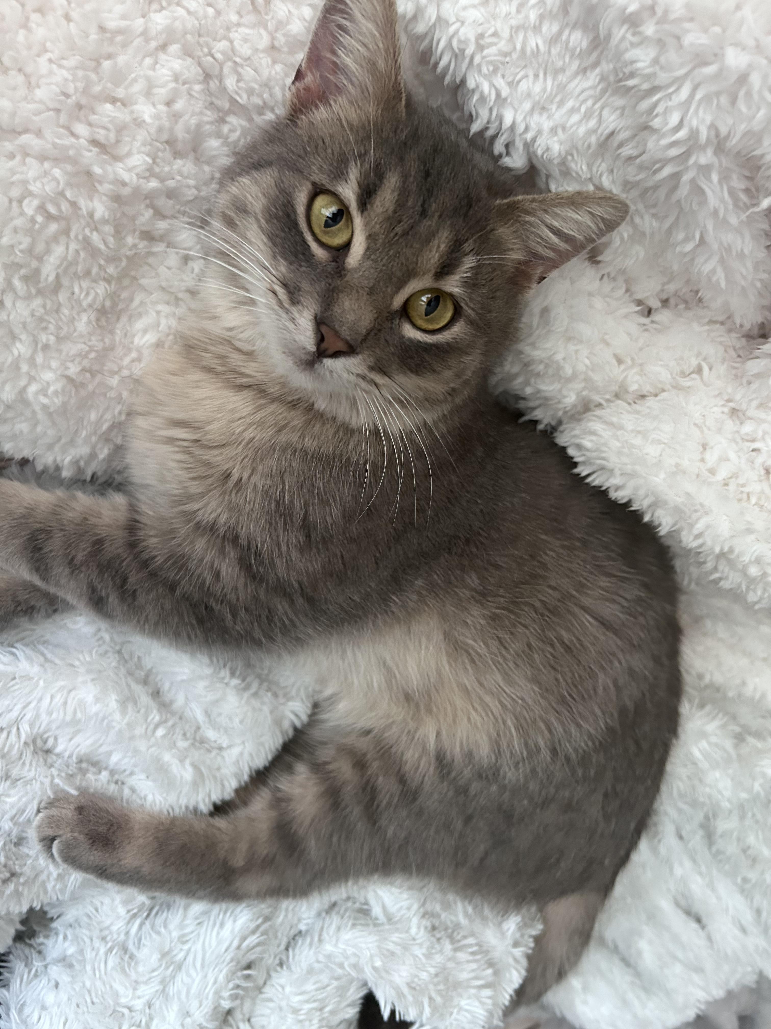 Enlarge Delta, a Adoptable Domestic Medium Hair in Chaska, MN image 1/6