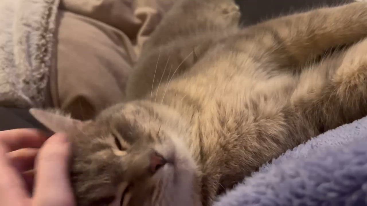 Enlarge Delta, a Adoptable Domestic Medium Hair in Chaska, MN video 3/6