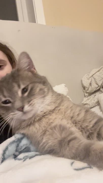 Enlarge Delta, a Adoptable Domestic Medium Hair in Chaska, MN video 5/6