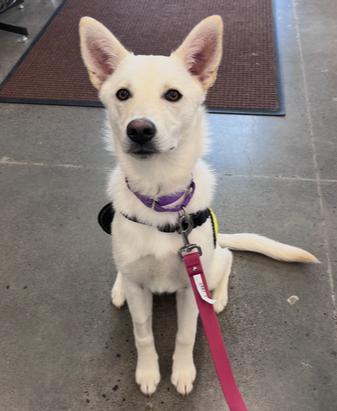 Pinto, Adoptable, Puppy Female German Shepherd Dog & Husky.