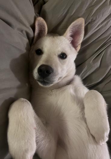 Enlarge Pinto, a Adoptable mixed breed in Vancouver, WA image 2/3