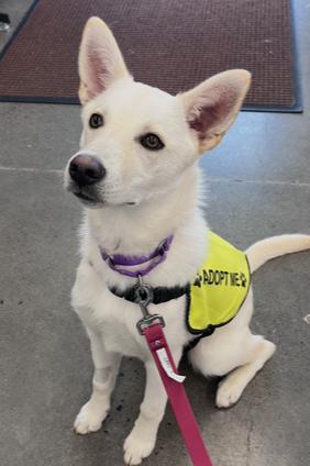 Enlarge Pinto, a Adoptable mixed breed in Vancouver, WA image 3/3