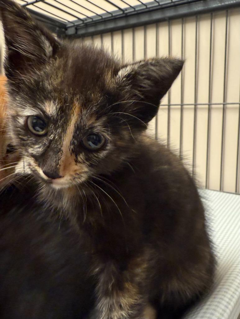 Enlarge Differential, a Adopted mixed breed in Blountville, TN image 1/1