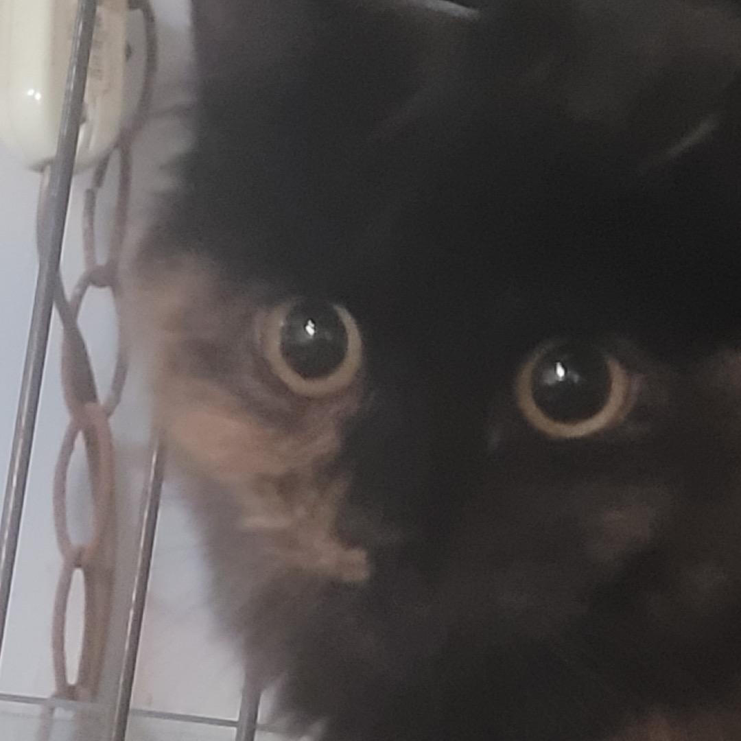 Yari **BB**, Adopted, Young Female Domestic Medium Hair.