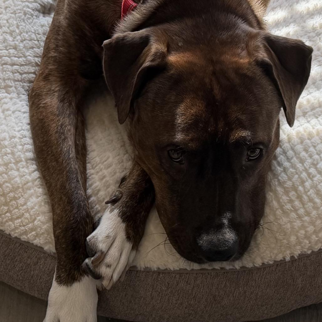 Tiger - IN FOSTER, Adoptable, Adult Male Mixed Breed.
