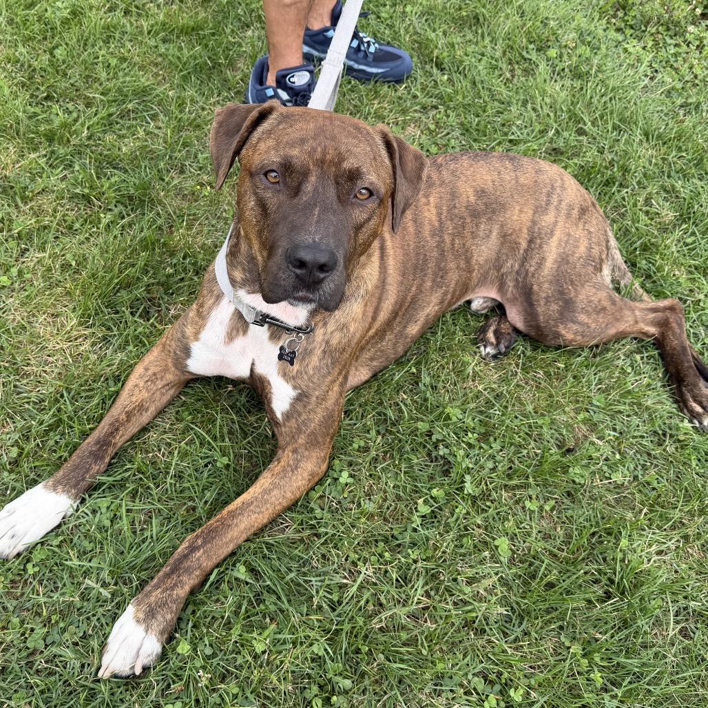 Enlarge Tiger - IN FOSTER, a Adoptable Mixed Breed in Birdsboro, PA image 2/4