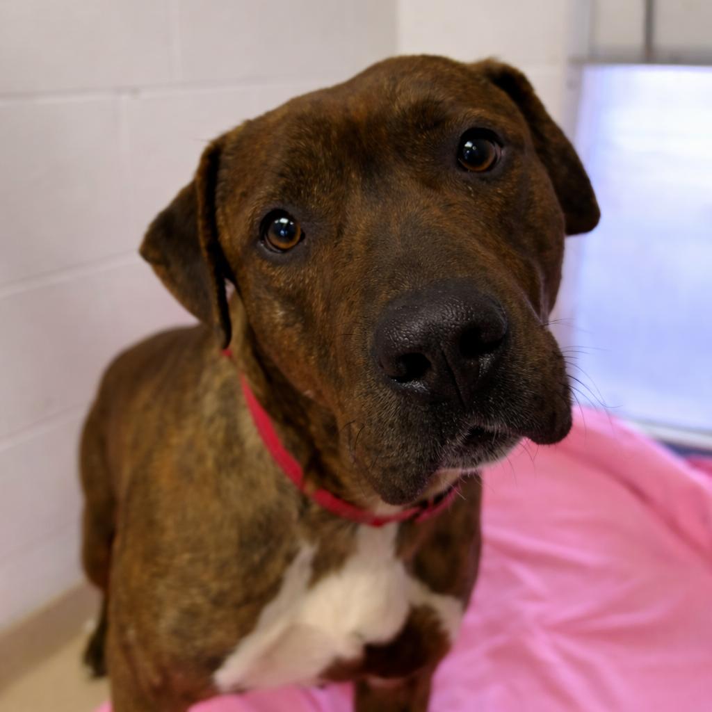 Enlarge Tiger - IN FOSTER, a Adoptable Mixed Breed in Birdsboro, PA image 4/4