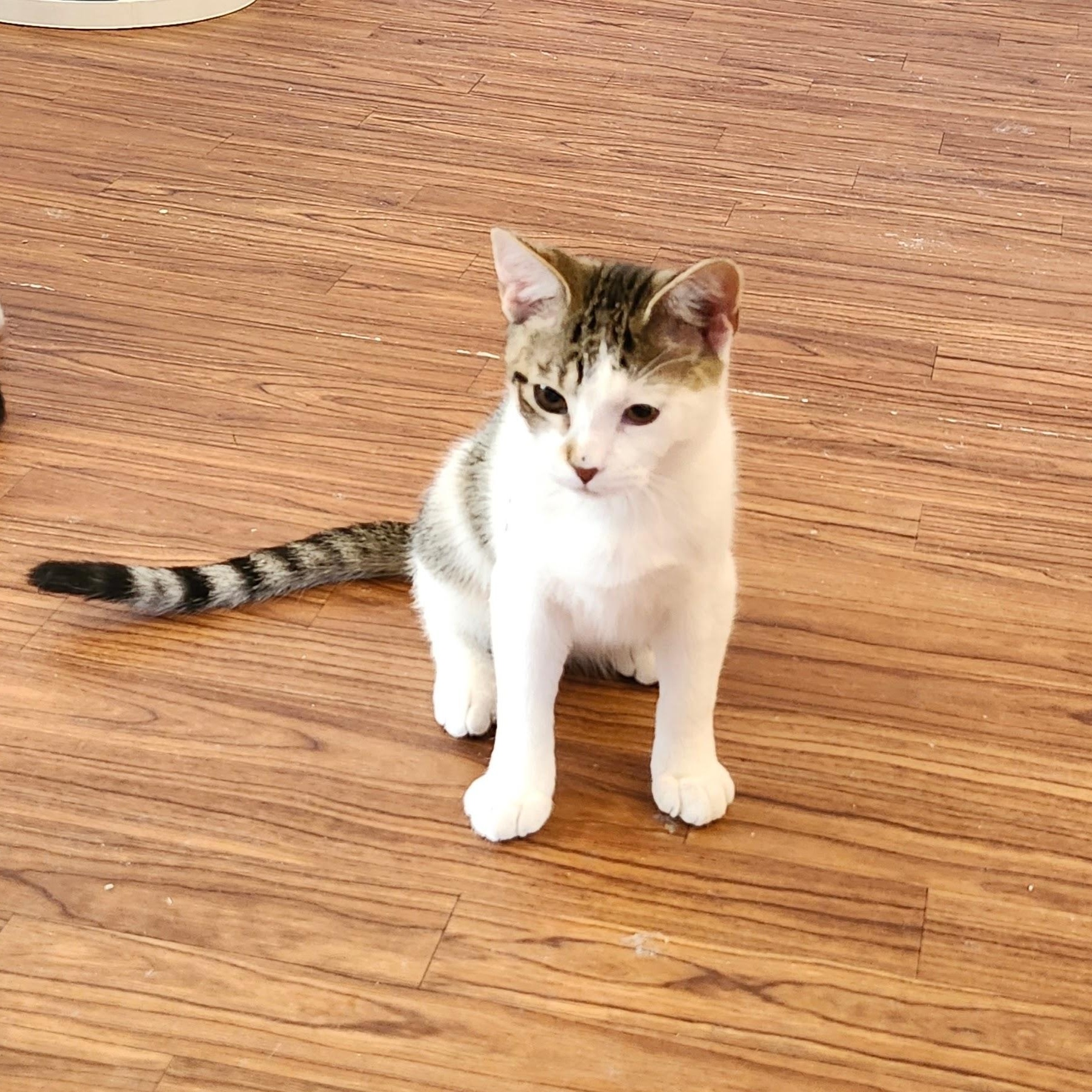 Enlarge Templeton, an adopted mixed breed in Wild Rose, WI image 1/5