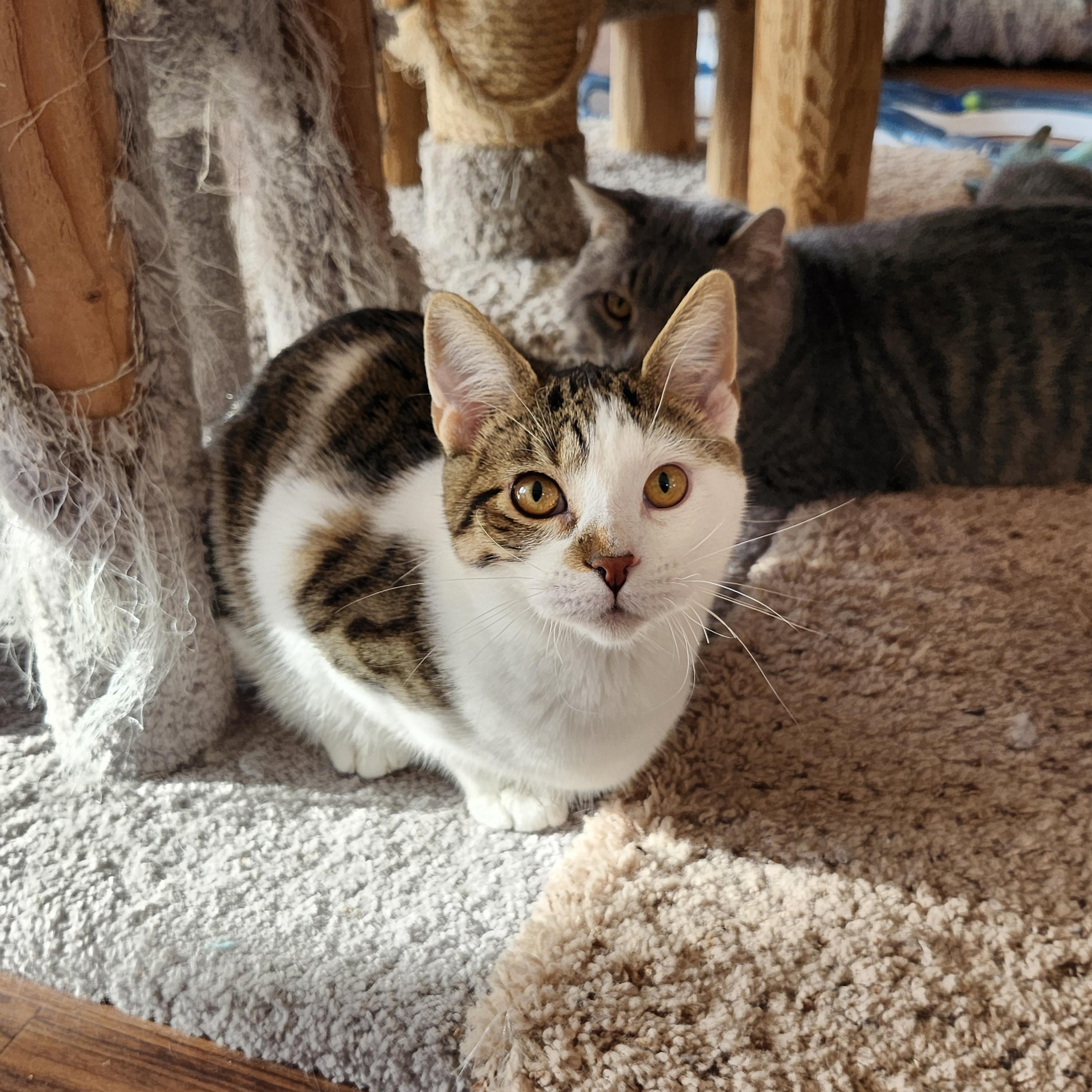 Enlarge Templeton, an adopted mixed breed in Wild Rose, WI image 2/5