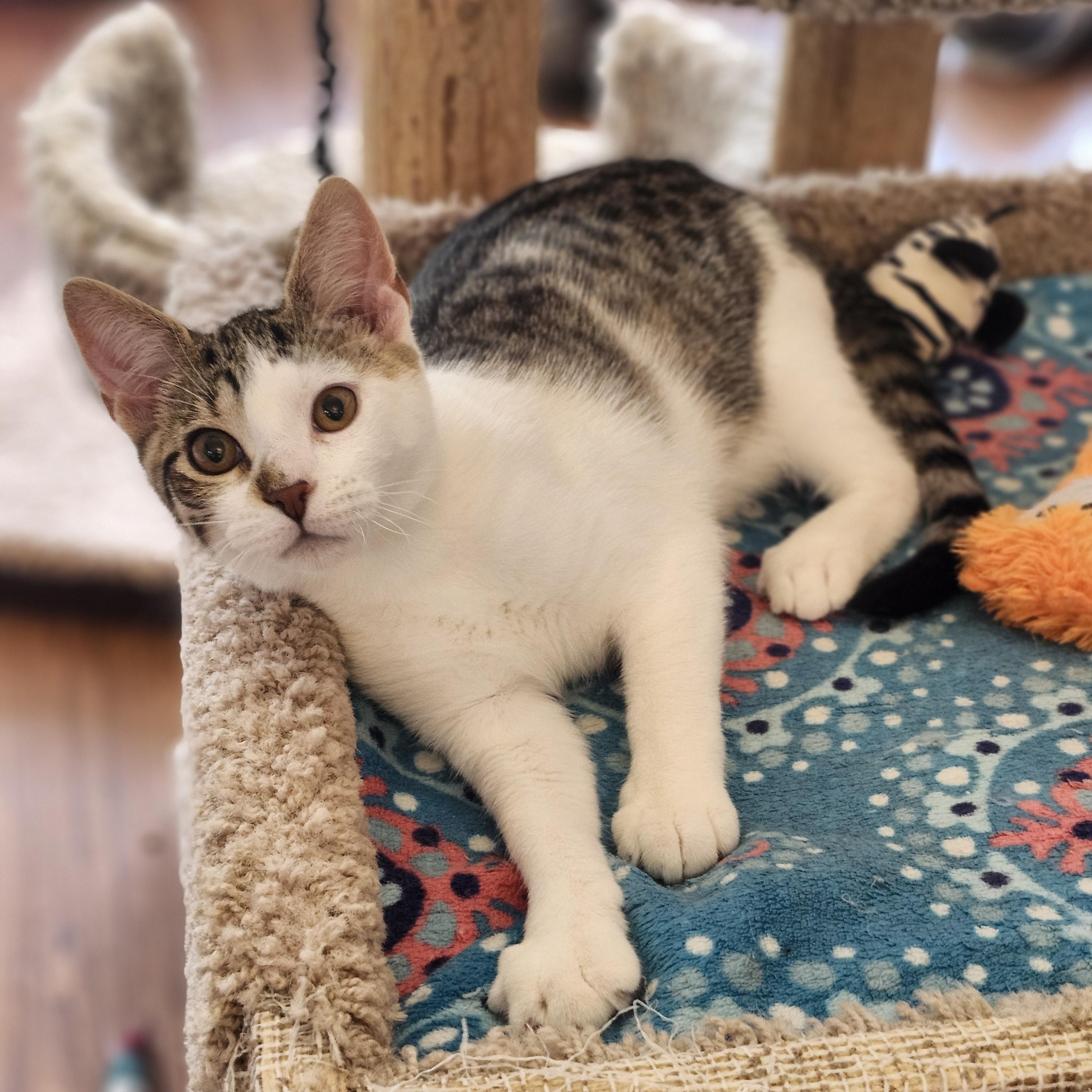 Enlarge Templeton, an adopted mixed breed in Wild Rose, WI image 5/5