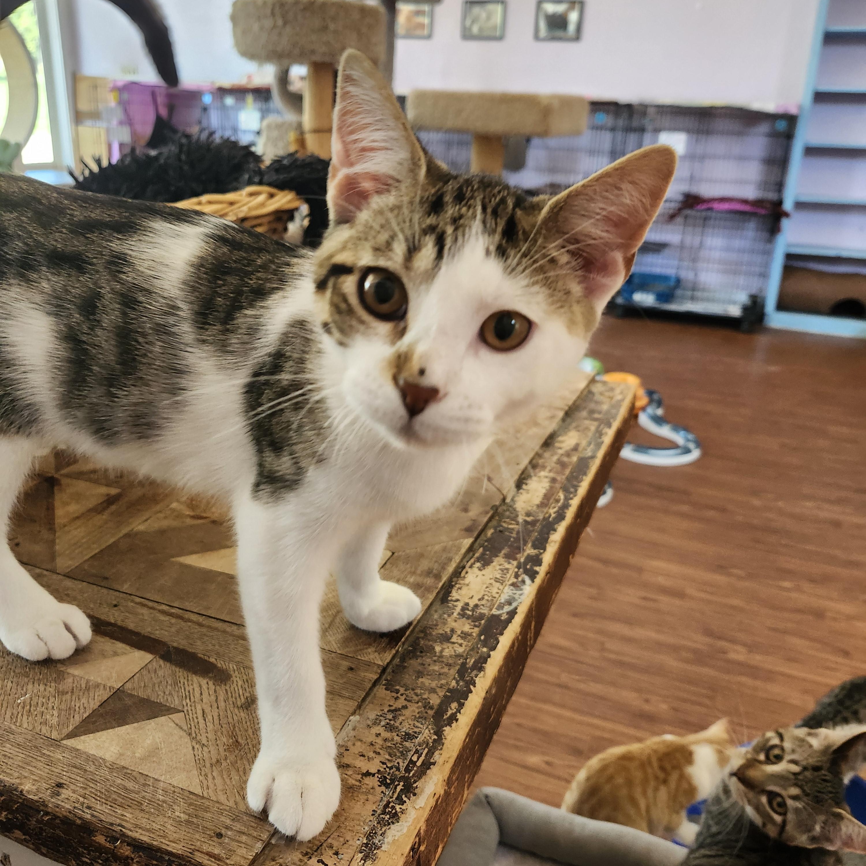 Enlarge Templeton, an adopted mixed breed in Wild Rose, WI image 3/5