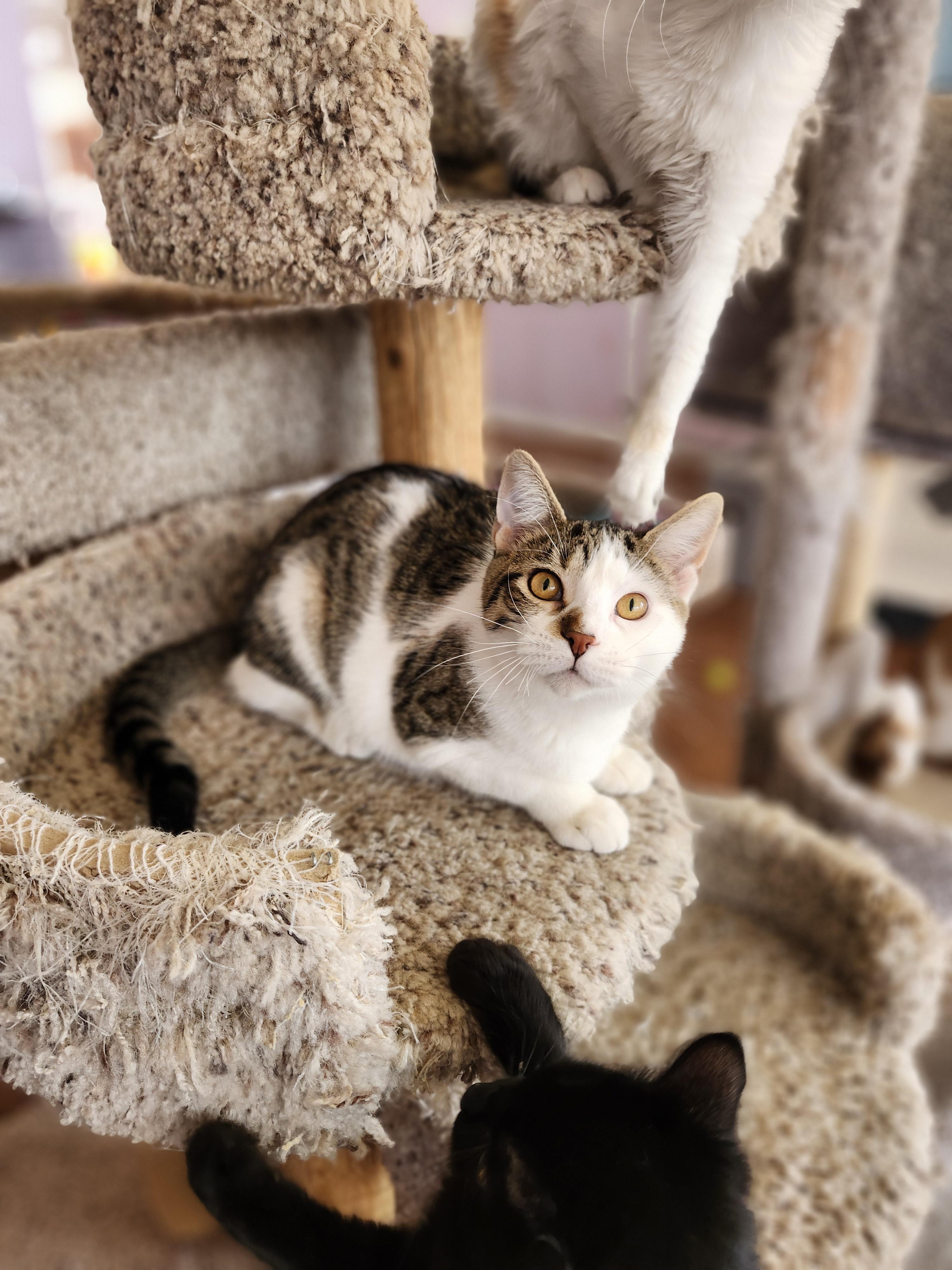 Enlarge Templeton, an adopted mixed breed in Wild Rose, WI image 4/5