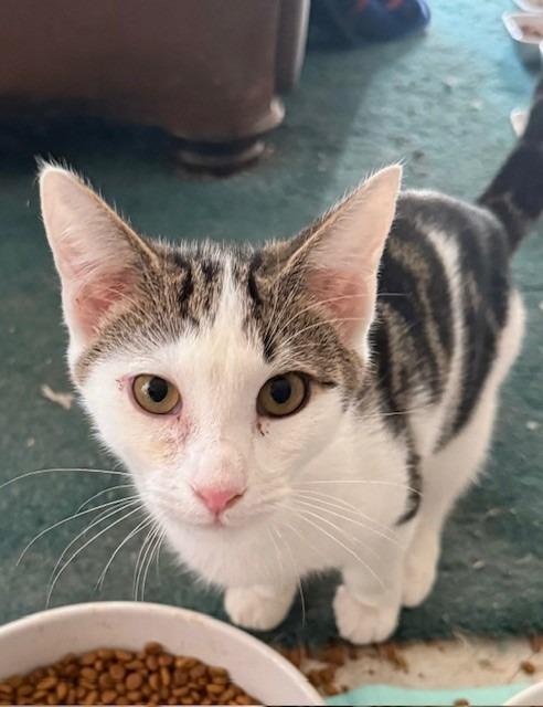 Sterling, Adoptable, Young Male Domestic Short Hair.