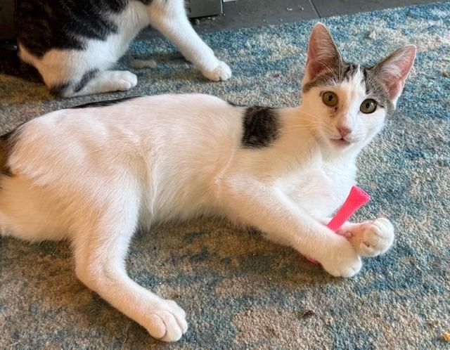 Enlarge Sterling, a Adoptable mixed breed in Pitman, NJ image 4/4