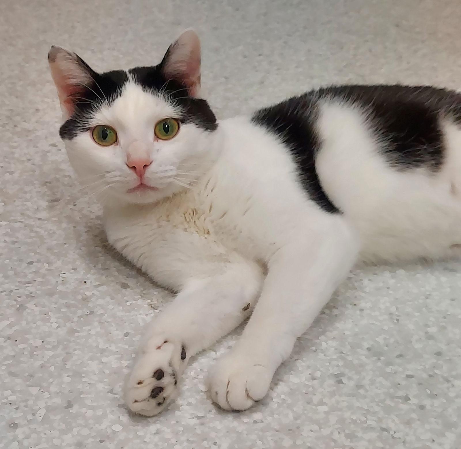 Baxter, a Adoptable Domestic Short Hair in Montello, WI image 1/3