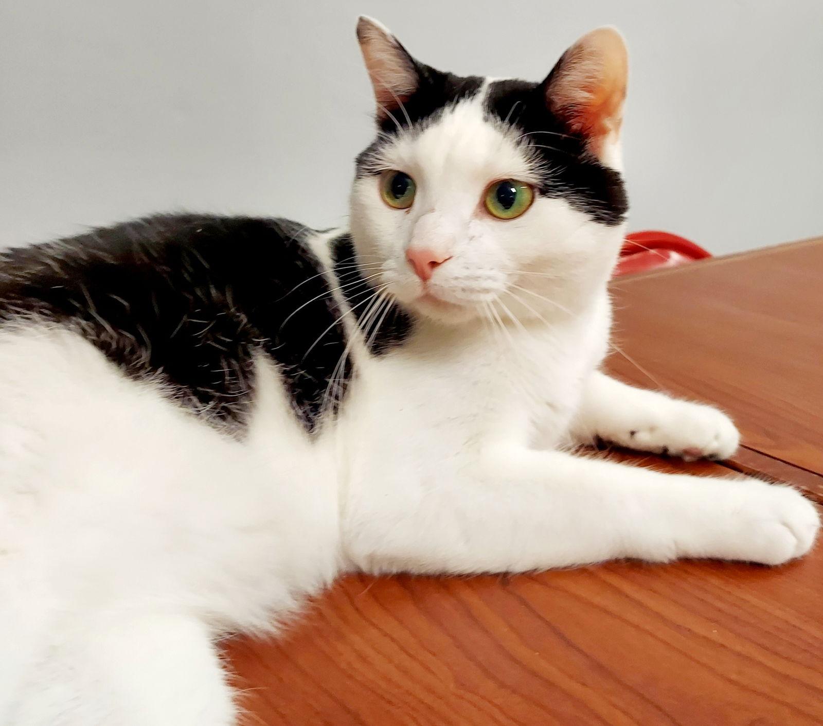 Baxter, a Adoptable Domestic Short Hair in Montello, WI image 2/3