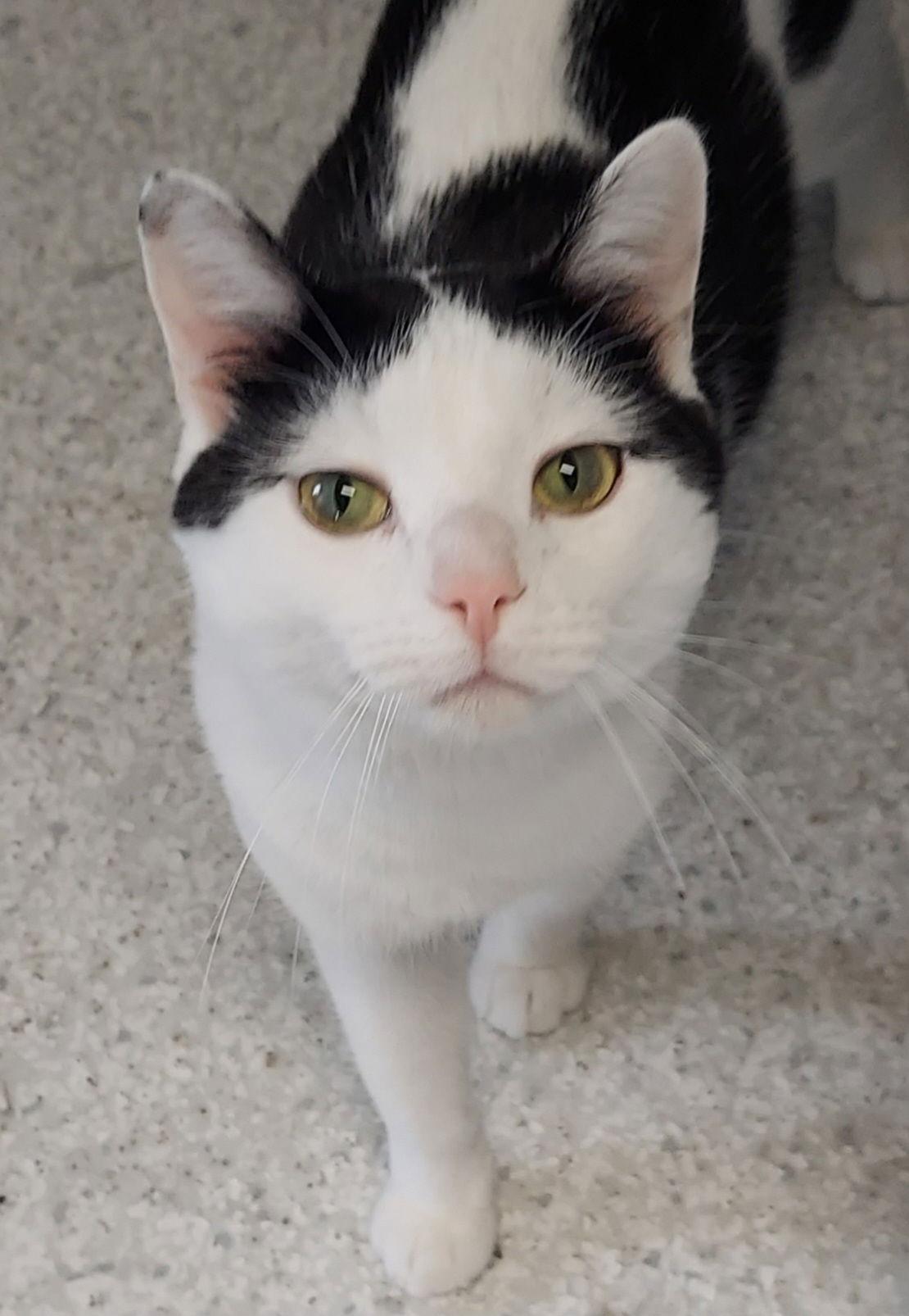 Baxter, a Adoptable Domestic Short Hair in Montello, WI image 3/3