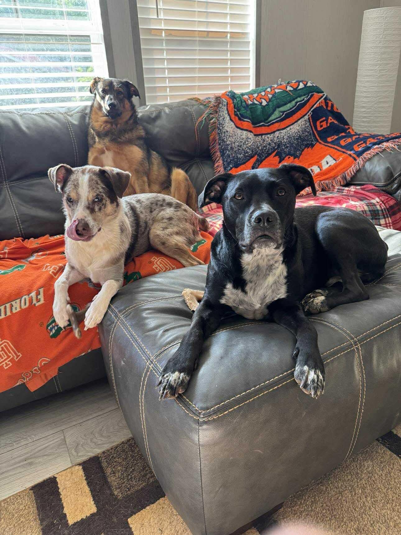 Kobe, Adoptable, Adult Male Australian Shepherd.