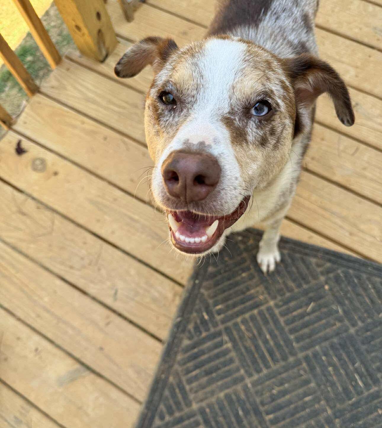 Enlarge Kobe, a Adoptable mixed breed in Oak Ridge, TN image 4/6