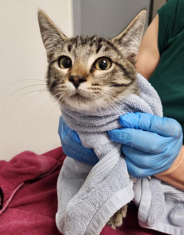 Heelys, Adoptable, Kitten Male Domestic Short Hair.
