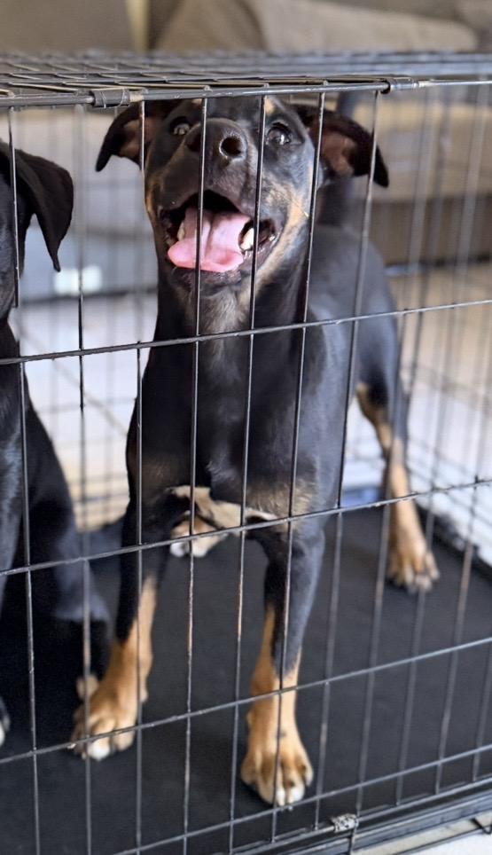 Bear, ADOPTABLE, Puppy Male Labrador Retriever.
