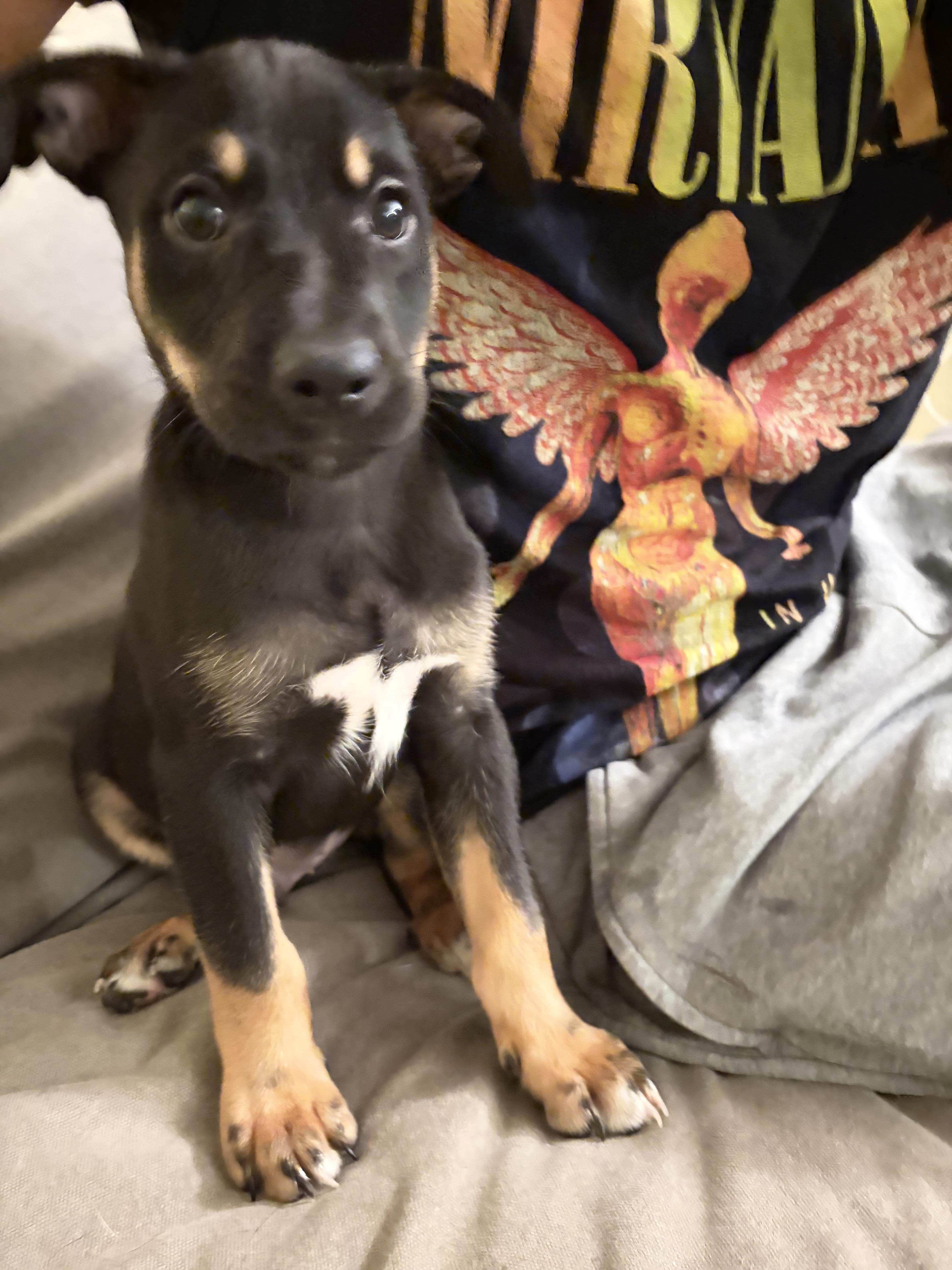 Bear, ADOPTABLE, Puppy Male Labrador Retriever.