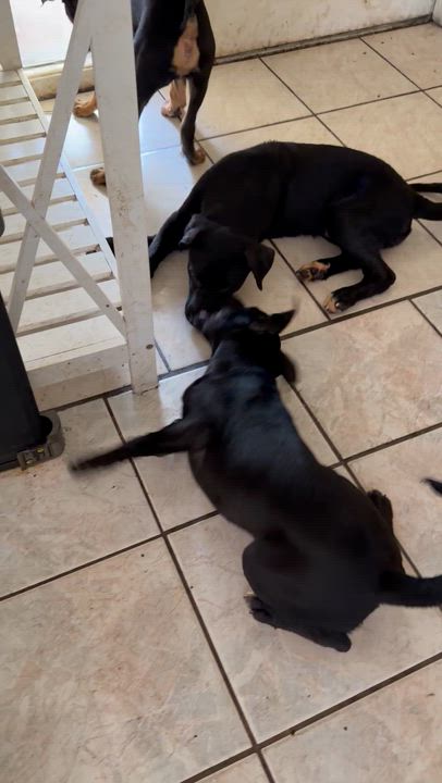 Enlarge Bear, a ADOPTABLE mixed breed in Coral gables, FL video 2/4