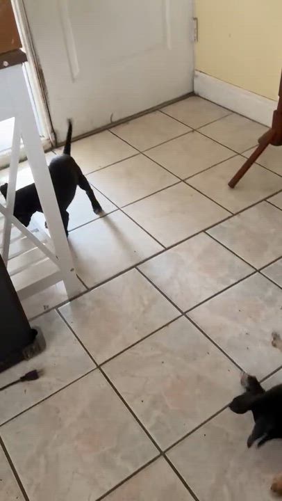 Enlarge Bear, a ADOPTABLE mixed breed in Coral gables, FL video 3/3