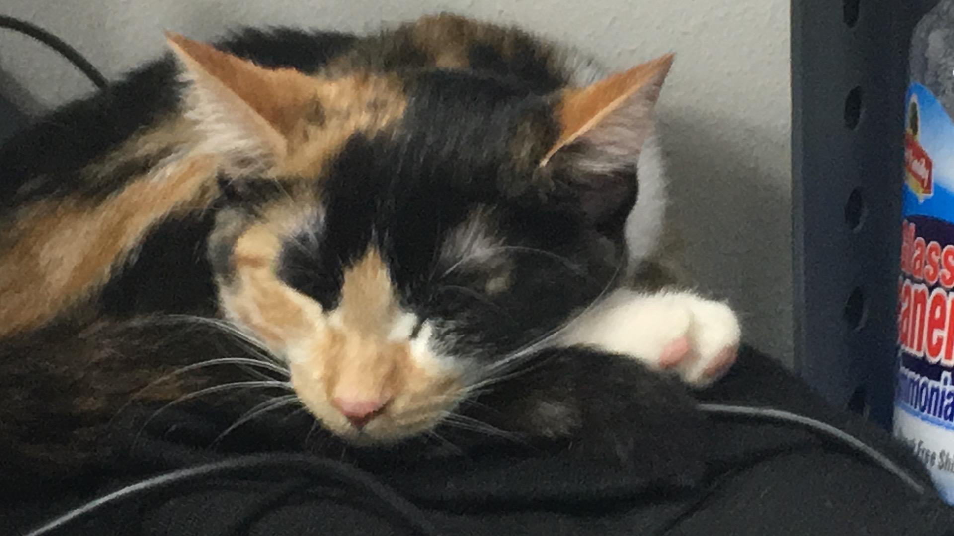 Poppy, ADOPTABLE, Adult Female American Shorthair.